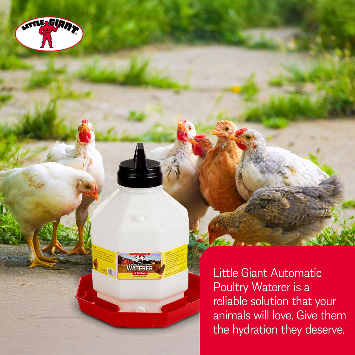 5 Gallon Hanging Automatic Poultry Waterer Dispenser, 2-Pack G915419