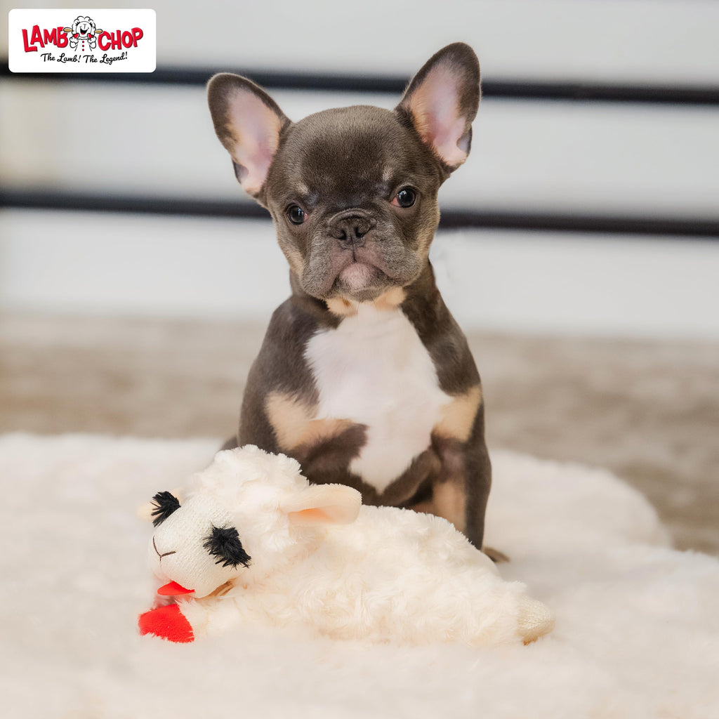 Dog Plush Squeaky Toy A522571