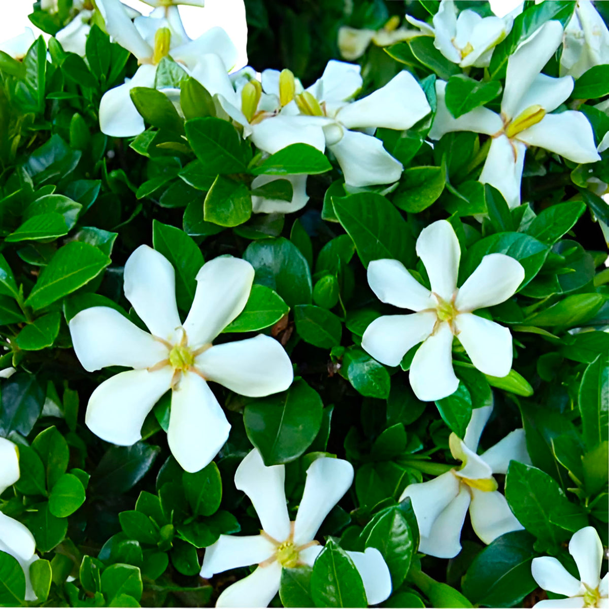 Live Flowering Plant with White Blooms Set of 2 Plants P335622